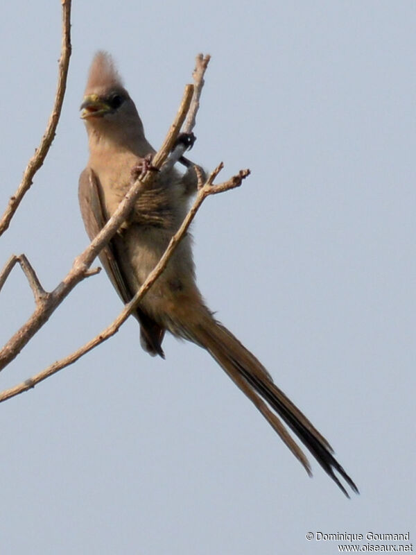 Blue-naped Mousebirdjuvenile