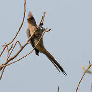 Blue-naped Mousebird