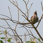 Blue-naped Mousebird