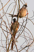 Speckled Mousebird