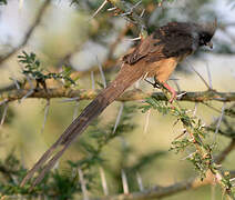 Speckled Mousebird