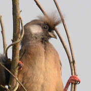 Speckled Mousebird