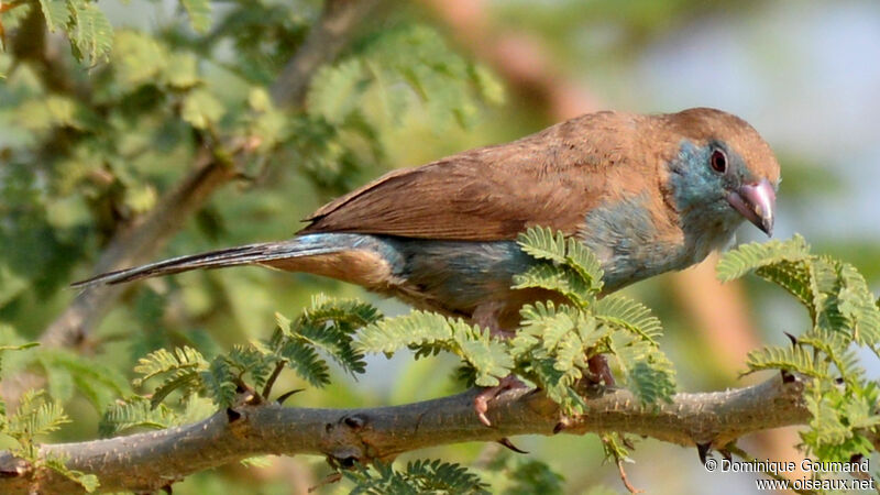 Cordonbleu à joues rouges femelle adulte