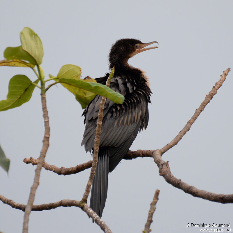 Cormoran africainadulte