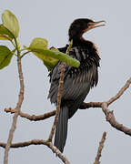 Reed Cormorant