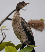 Reed Cormorant