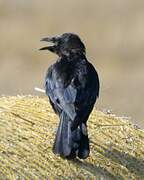 Carrion Crow