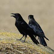 Carrion Crow