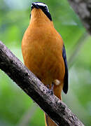 White-browed Robin-Chat