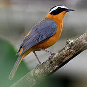 White-browed Robin-Chat