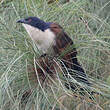 Coucal à nuque bleue