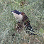 Coucal à nuque bleue