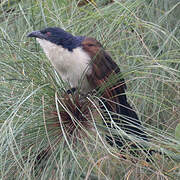 Coucal à nuque bleue