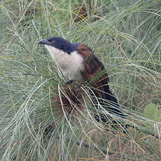 Coucal à nuque bleue