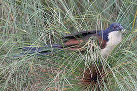 Coucal à nuque bleue