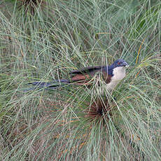 Coucal à nuque bleue