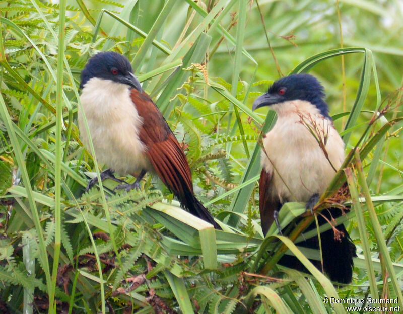 Coucal à nuque bleueadulte