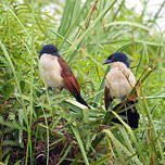 Coucal à nuque bleue