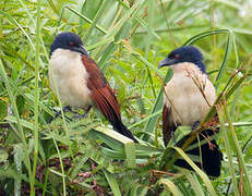 Blue-headed Coucal