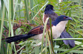 Blue-headed Coucal