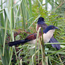 Coucal à nuque bleue