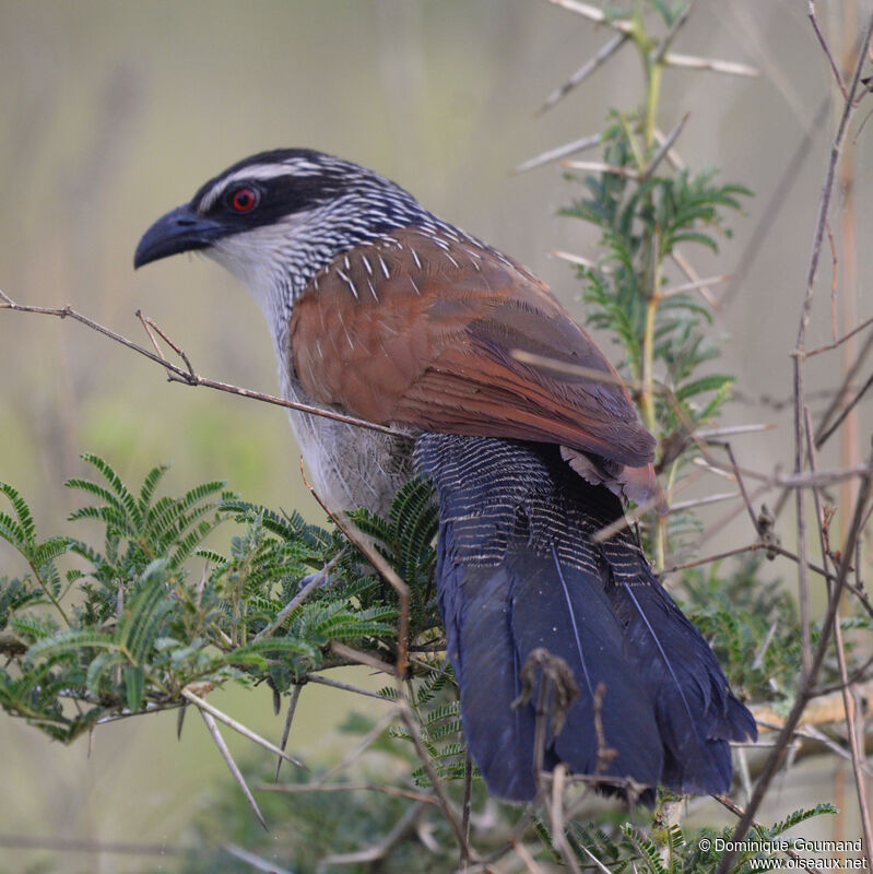 Coucal à sourcils blancsadulte