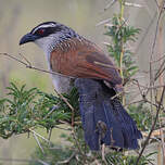 Coucal à sourcils blancs