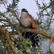 Coucal à sourcils blancs