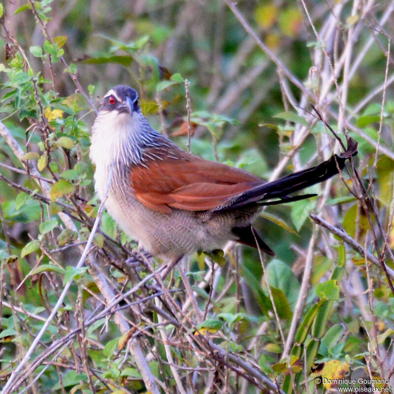 Coucal à sourcils blancsadulte