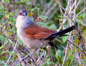 Coucal à sourcils blancs