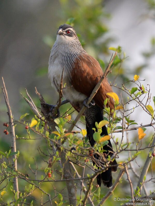 Coucal à sourcils blancsadulte