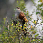 Coucal à sourcils blancs