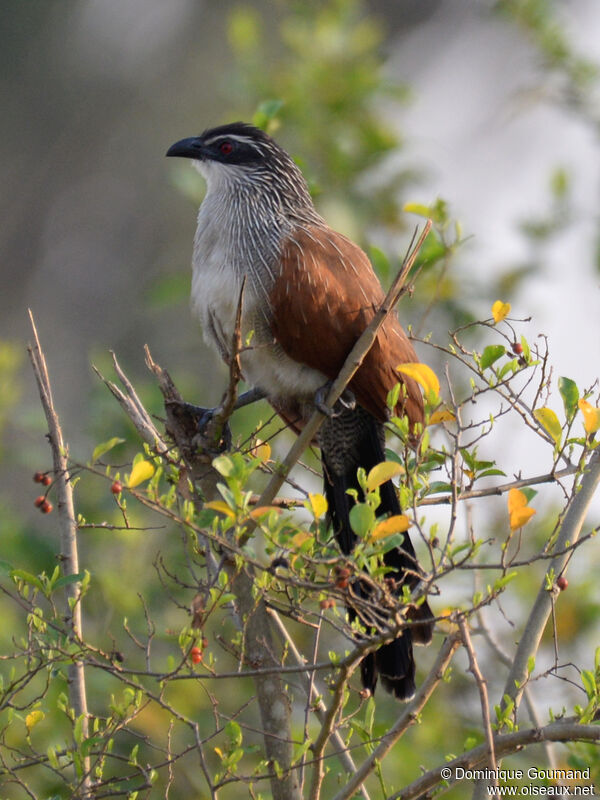 Coucal à sourcils blancsadulte