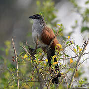 Coucal à sourcils blancs