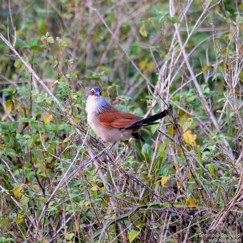 Coucal à sourcils blancs, identification