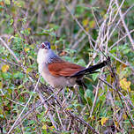 Coucal à sourcils blancs