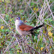 White-browed Coucal