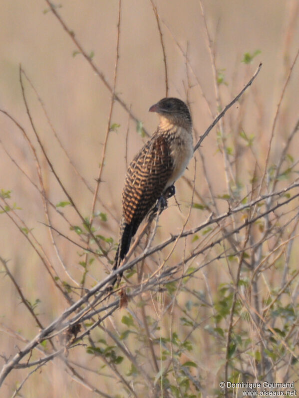 Coucal noirjuvénile