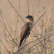 Coucal noir