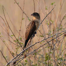 Coucal noir