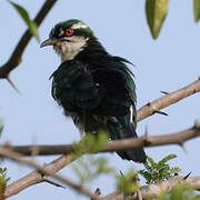 Diederik Cuckoo