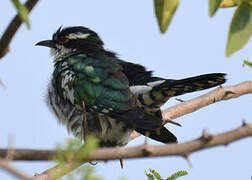 Diederik Cuckoo