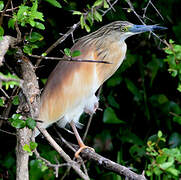 Squacco Heron