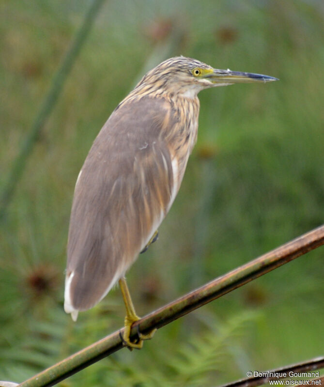 Crabier cheveluadulte