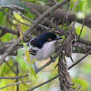 Northern Puffback