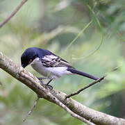 Northern Puffback