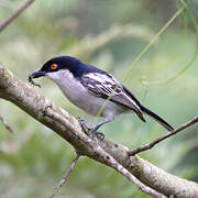 Northern Puffback