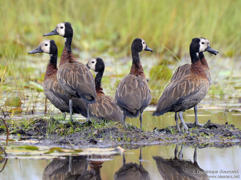 Dendrocygne veuf