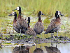 White-faced Whistling Duck