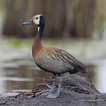 Dendrocygne veuf